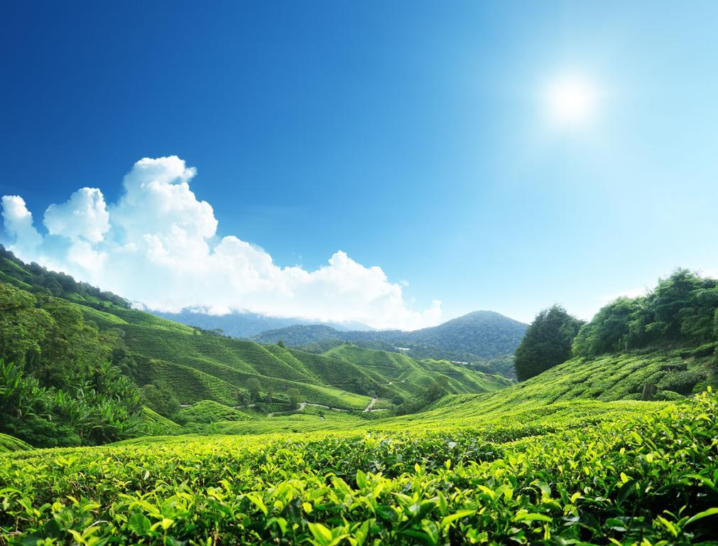 Homestay Cameron Highlands Mikayla エクステリア 写真
